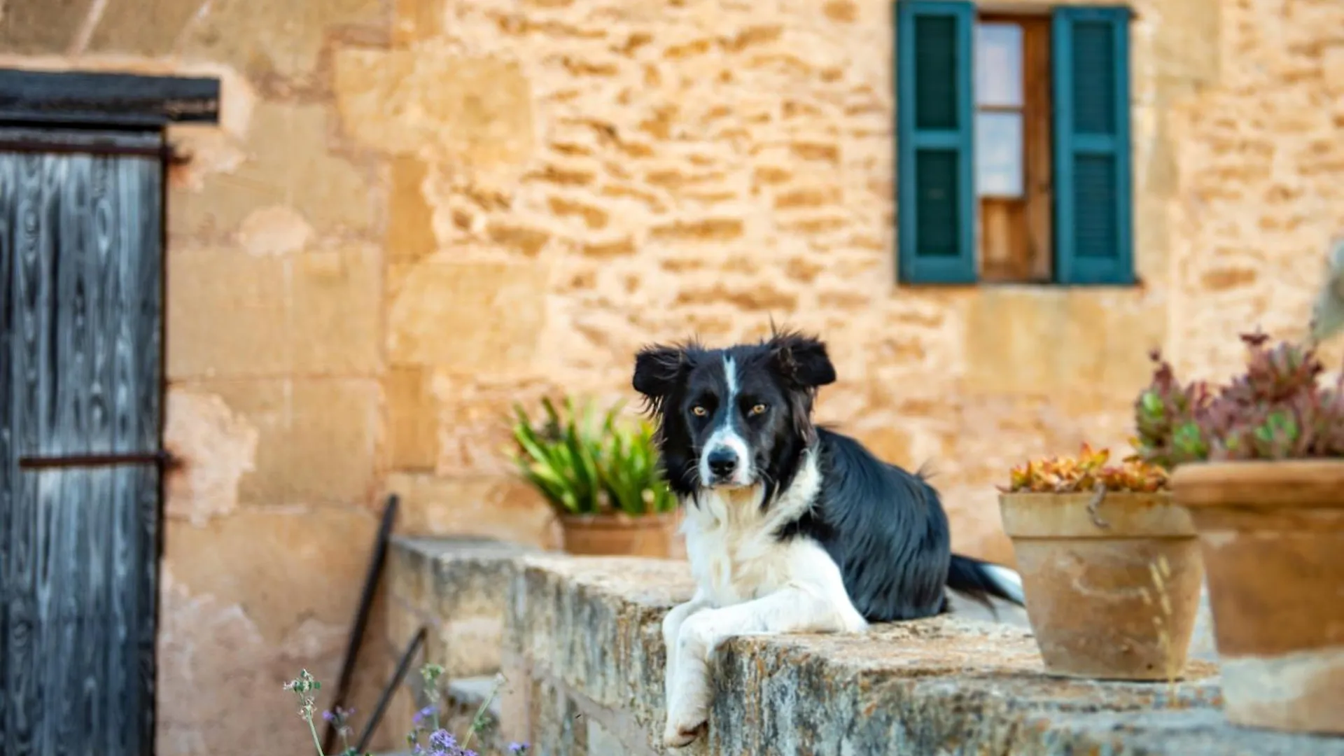 Country house Sos Ferres D'En Morey Guest House Manacor